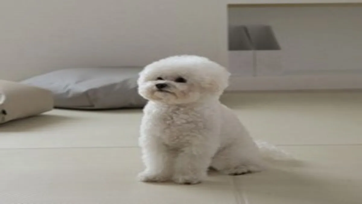 미끄럼방지 애견매트 추천 인기 판매 순위 40위 | 2025년 10월 4주차