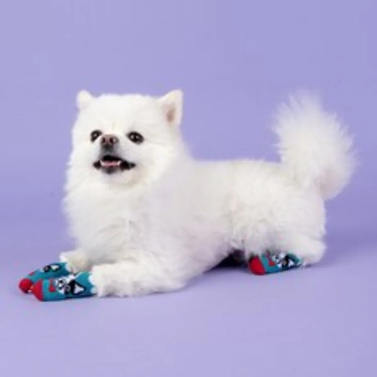 반려견 신발 추천 인기 판매 순위 40위 | 2025년 6월 5주차