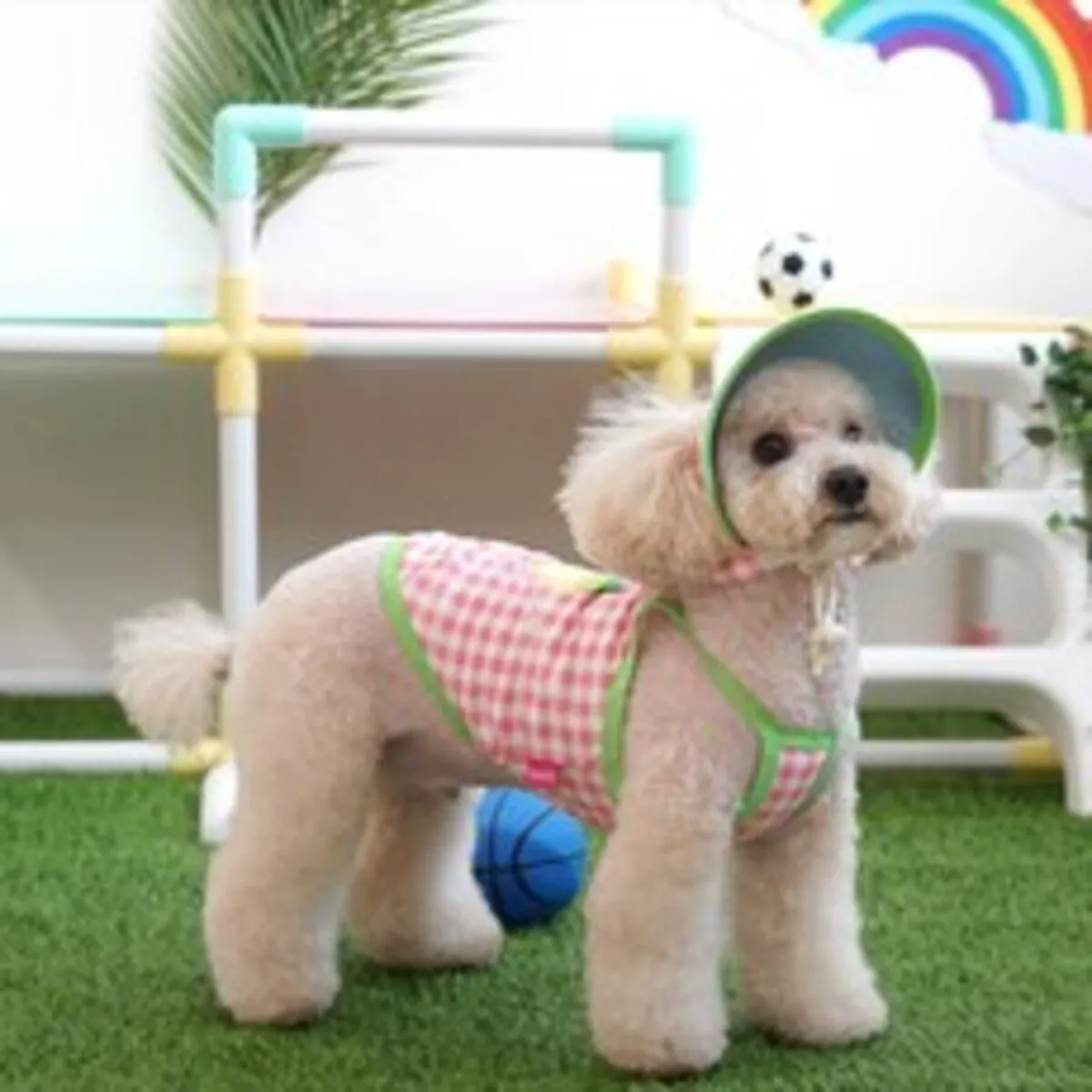 반려견 썬캡 추천 인기 판매 순위 40위 | 2025년 7월 1주차